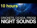 Sound of Katydids and Cicadas at Night --- Outdoor Sounds