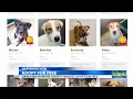 Dog adoption fees waived on O ahu at Hawaiian Humane Society