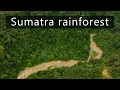Download Lagu Sumatran rainforest sounds