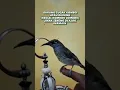 Download Lagu BURUNG CUCAK KOMBO(KECIAL KOMBOK LOMBOK)JINAK SENENG DI AJAKBERMAIN #kicaumania #burungjinak