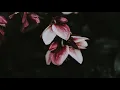 Download Lagu ❰Future Garage❱ Sappheiros - Awake