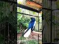 Download Lagu Kacer gacor buka ekor ngeplong#kacer #kacergacor #birds #burung #kacerngeplong