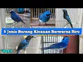 Download Lagu 5 Jenis Burung Kicau Berwarna Biru. Bagian 1