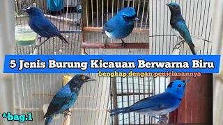 Download 5 Jenis Burung Kicau Berwarna Biru. Bagian 1 MP3
