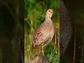 Download Lagu காடை sound #shorts #trending #kaadai #Quail #sound #voice #song #subscribe #whatsapp