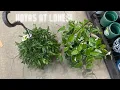 PLANT SHOPPING LOWES RESTOCKED