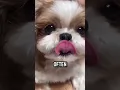 Lagu Introducing the Shih Tzu, worlds cutest dog breed #dog #shihtzu