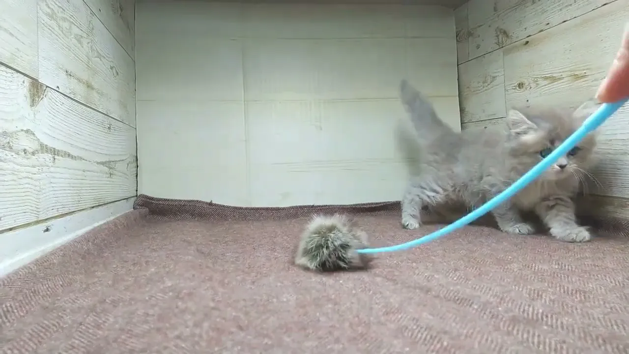 動画