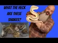 How To Figure Out What Morphs Are In Your Snake - Plus Crazy New Clutch Reveal