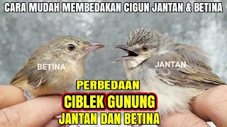 cara membedakan ciblek gunung jantan u0026 betina secara akurat 