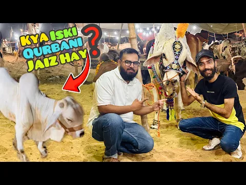 Download MP3 Cow Mandi Main Yeh Kesa Janwar Dekhlia😱 | Soday Kay Leye Bharpoor Bargaining | Bakra Mandi