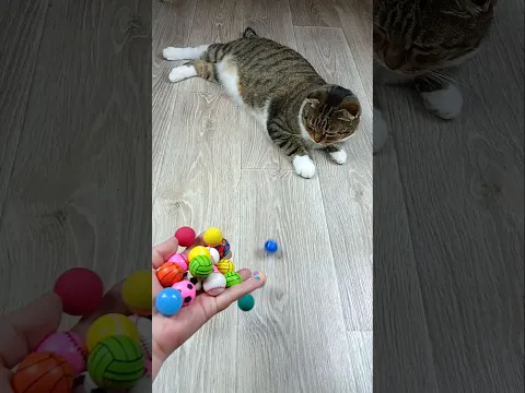Cat Barsik Balls🌈🔵 Reverse video #asatisfyingvideofamily #cat #reverse