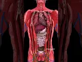Download Lagu The Super Pump | Dive Deep into Your Heart 🫀