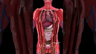 The Super Pump Dive Deep Into Your Heart 