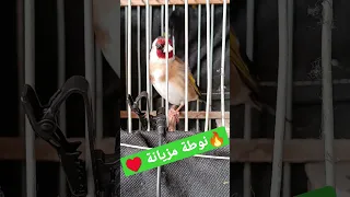 تغريد حسون خلوي ملكي قمة في الروعة الحسون الحسون المغربي المغرب بتبتة الجزائر طائر الحسون 