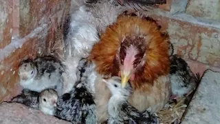 عمرى ماكنت اتخيل انى ارقد الفرخه البلدى الحر على بيض رومى وتطلع رومى بالجمال والحجم ده اللهم بارك 