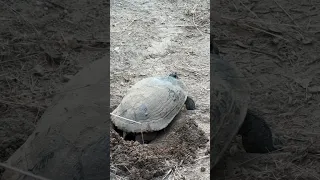 A mama turtle laying her eggs at Dixon Lake, Escondido. Nature is awesome. #turtle #escondido ￼