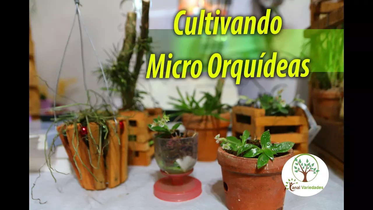 CULTIVANDO MICRO ORQUÍDEAS PARTE FINAL 3/3