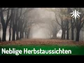 Download Lagu Neblige Herbstaussichten für Cannabis | DHV-News # 477