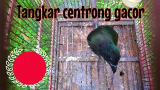 Download burung tangkar centrong gacor MP3