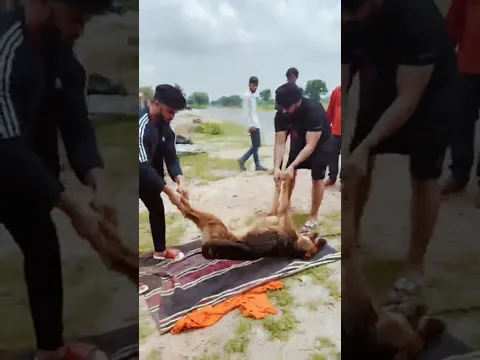 पवन साहू का प्यारा कुत्ता बीमार होने के कारण मर गया 😭#pawansahu777 #trending #shorts #viral #facts