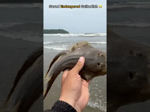 Saved endangered guitarfish from fishing net 🥹