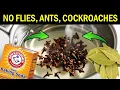 Spray THIS at Home and Watch Insects Disappear DIY Clove Baking Soda Pest Control Spray