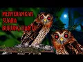 Lagu SUARA BURUNG HANTU PALING SERAM || cocok buat anak kecil sudah tidur