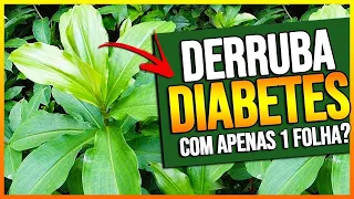 SUMA COM A GLICOSE ALTA: TOP 6 FOLHAS QUE DERRUBAM A DIABETES ALTA NATURALMENTE