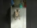 Download Lagu Kucing Jilat Jilat Badan, Mandi Kucing