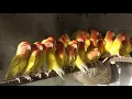 Download Lagu common lutino colony | 50 pairs lutino colony | common lutino lovebirds