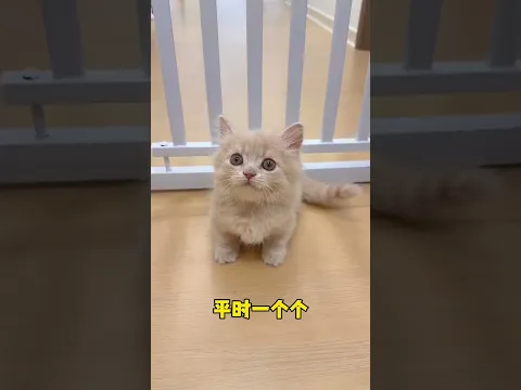 看似白白净净的小猫 身上竟然这么脏? #小奶猫的成长日记 #铲屎官的乐趣 #万物可爱计划
