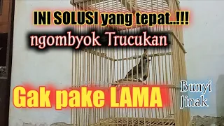 cara ngombyok trucukan yang cepet bunyi jinak