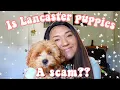 Adopting a puppy from Lancaster Puppies Scam