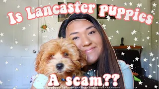 Adopting a puppy from Lancaster Puppies Scam
