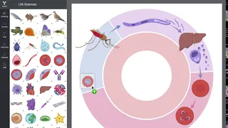 BioRender - Novel Science Illustration tool