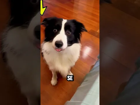Este perro fue a la farmacia por su dueño 🐶💊 #youtubeshorts