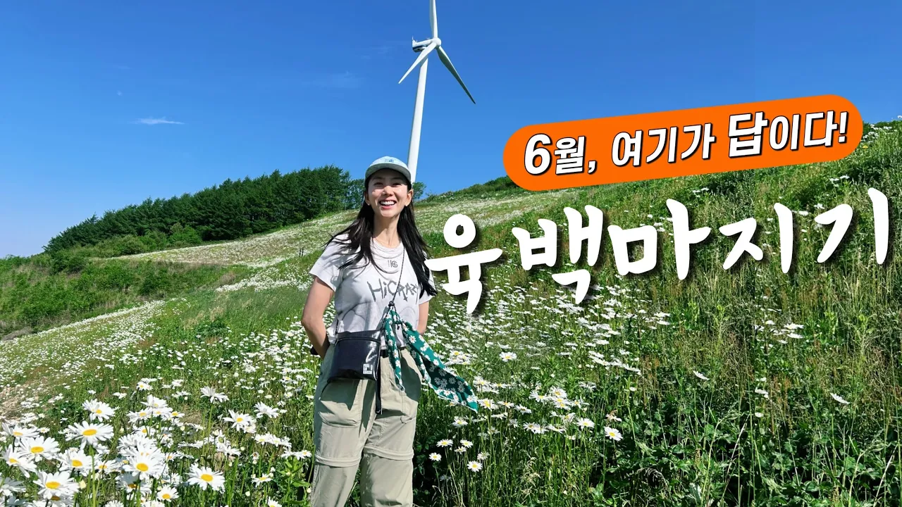 🚘차로 오른 해발1250m의 천국!! 여기, 육백마지기 / 육백마지기 샤스타데이지 개화상태 サムネイル