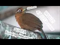 Suara Hwamei Mp3 - Download Suara Burung Hwamei Jantan Dan Betina Mini Wambi Durasi Panjang Gacor!