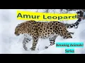 Amur Leopard facts Only in and northern Endangered Species
