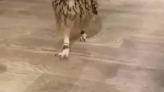 تربية البومة فى المنزل 