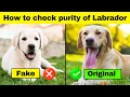 How to Check Purity of Labrador Retriever Puppy