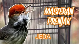 Download Masteran Prenjak Jantan GACOR Suara Jernih Dengan Jeda MP3