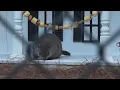 Georgia groundhog General Beauregard Lee predicts early spring