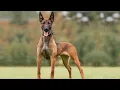 10 Facts About Belgian Malinois That You Don t Know