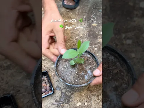 ازرع مليون شجرة سدر أو نبق مجاناً 🌿 تزرع منهم بحديقتك أو مشتل و بيزنس 👌