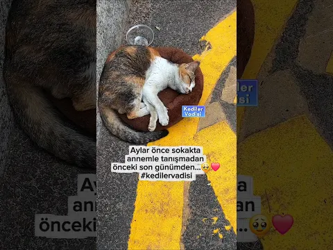 Aylar önce sokakta annemle tanışmadan önceki son günümden...🥹❤️ #kedi #cat
