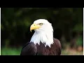 Download Lagu African fish eagle  _ Echoes of the Wild 