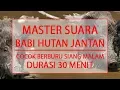 Download Lagu SUARA BABI HUTAN BETINA JANTAN - COCOK UNTUK BERBURU SIANG MALAM - DURASI 30 MENIT
