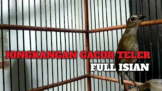 Download JONGKANGAN GACOR TELER FULL ISIAN MP3